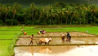 Indian Farmer