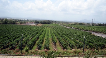 A good year for Indian wine