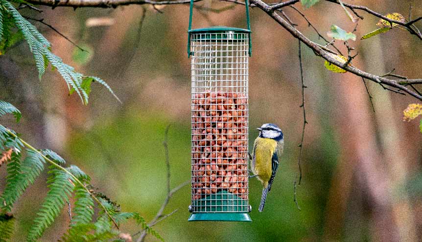 As a birdwatcher, coronavirus has turned the tables