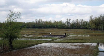 Indian rice exports provide food for thought to Malaysia