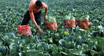 Sitharaman’s package to give a huge fillip to the food processing industry