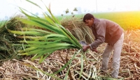 Farmers may rescue Indian economy this year