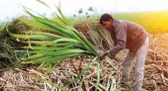 Farmers may rescue Indian economy this year