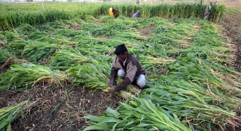 Digitalisation has infused a fresh breath into India’s agricultural philosophy