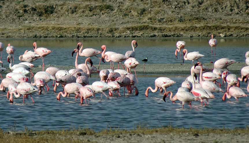 Indian and UK scientists team up to clean Indian coasts