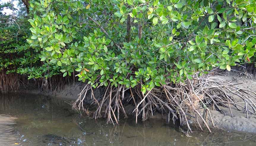 Indian and UK scientists team up to clean Indian coasts