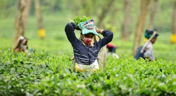 Start-ups infuse India’s tea industry with new strength