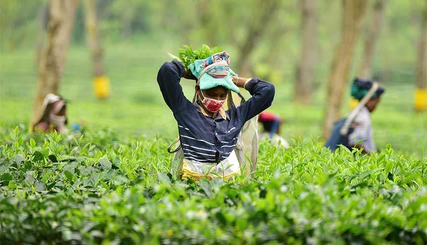 Start-ups infuse Indias tea industry with new strength- 1